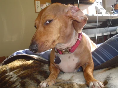 Suspicious-Dog-meme-1.webp
