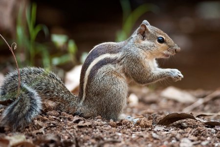 Funambulus_palmarum_(Bengaluru).jpg