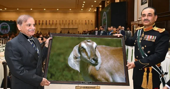 munirgoat.webp
