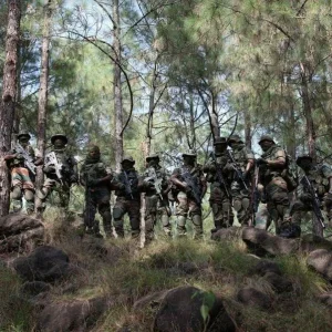 ParasKashmirForest.webp