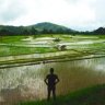 Rice Farmer