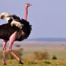 shuturmurg