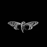 cicada3307