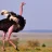 shuturmurg